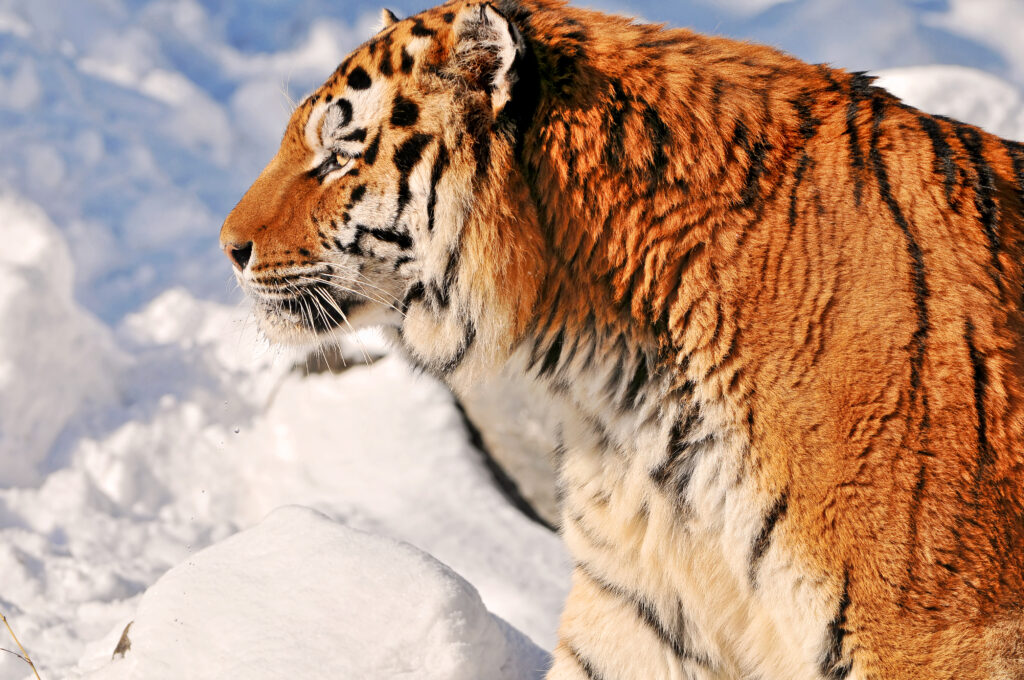 В Хабаровском крае погибли два амурских тигра