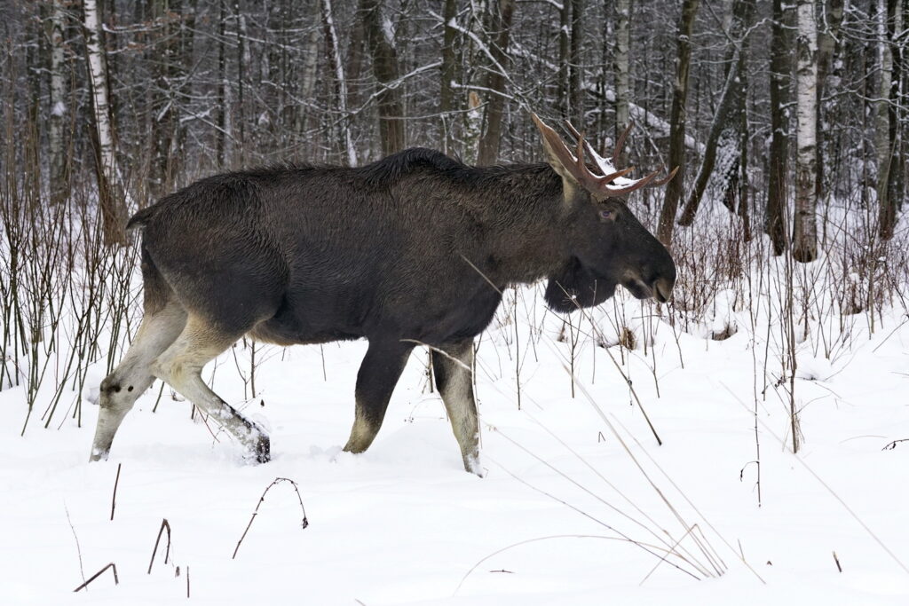 В Кировской области браконьеры поплатились за отстрел лося