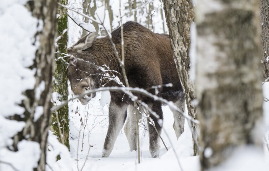 В Тверской области выявили незаконную добычу лося