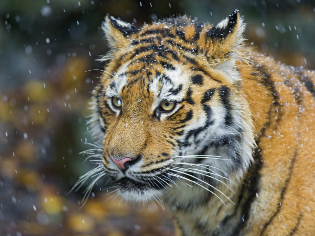 В Хабаровском крае выявили незаконную добычу амурского тигра