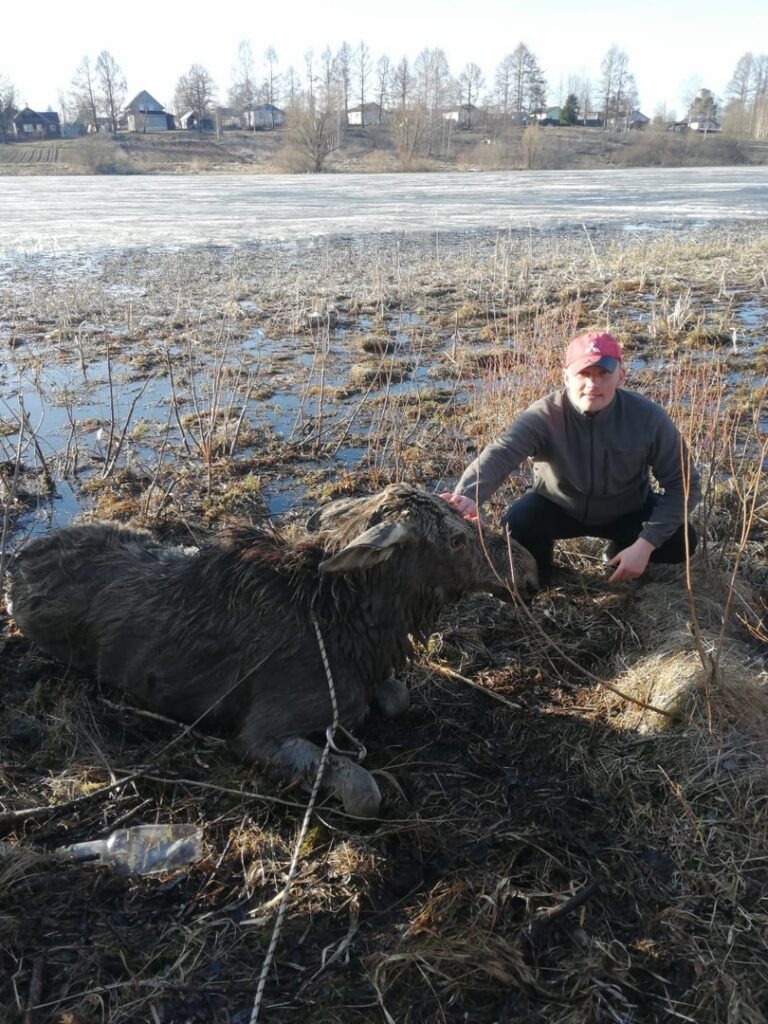 Офицер полиции спас лося в Тверской области