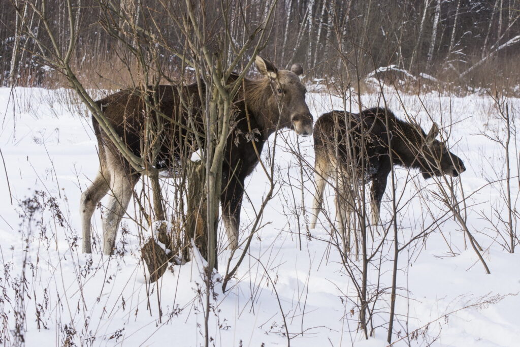 В Костромской области раскрыли браконьерскую охоту на лосей