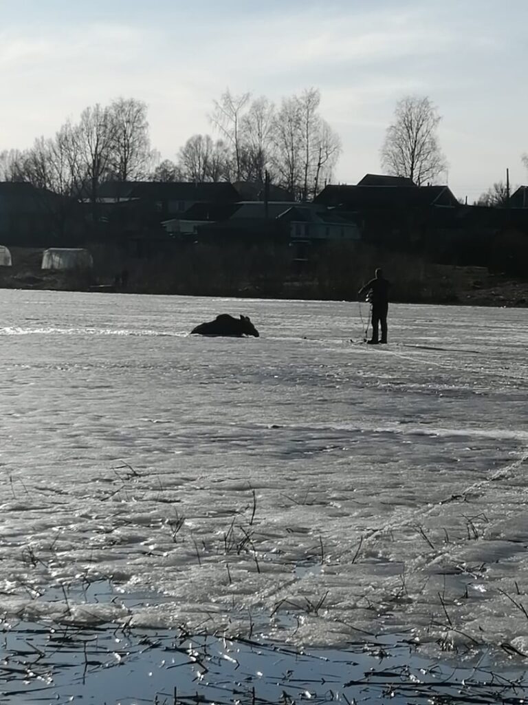 Офицер полиции спас лося в Тверской области
