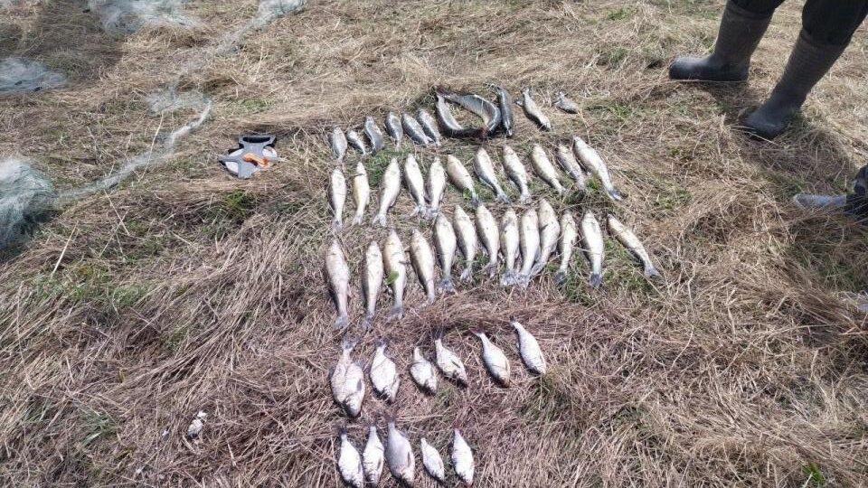 В Псковской области браконьер наловил рыбы на 93 тысячи рублей
