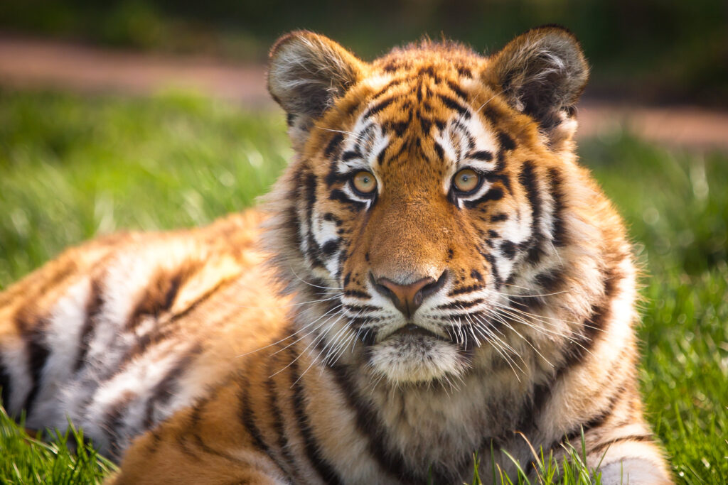В Хабаровском крае тигр напал на лесозаготовителя