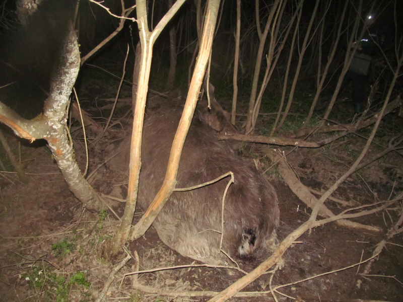 В Смоленской области выявили незаконную охоту на лосей