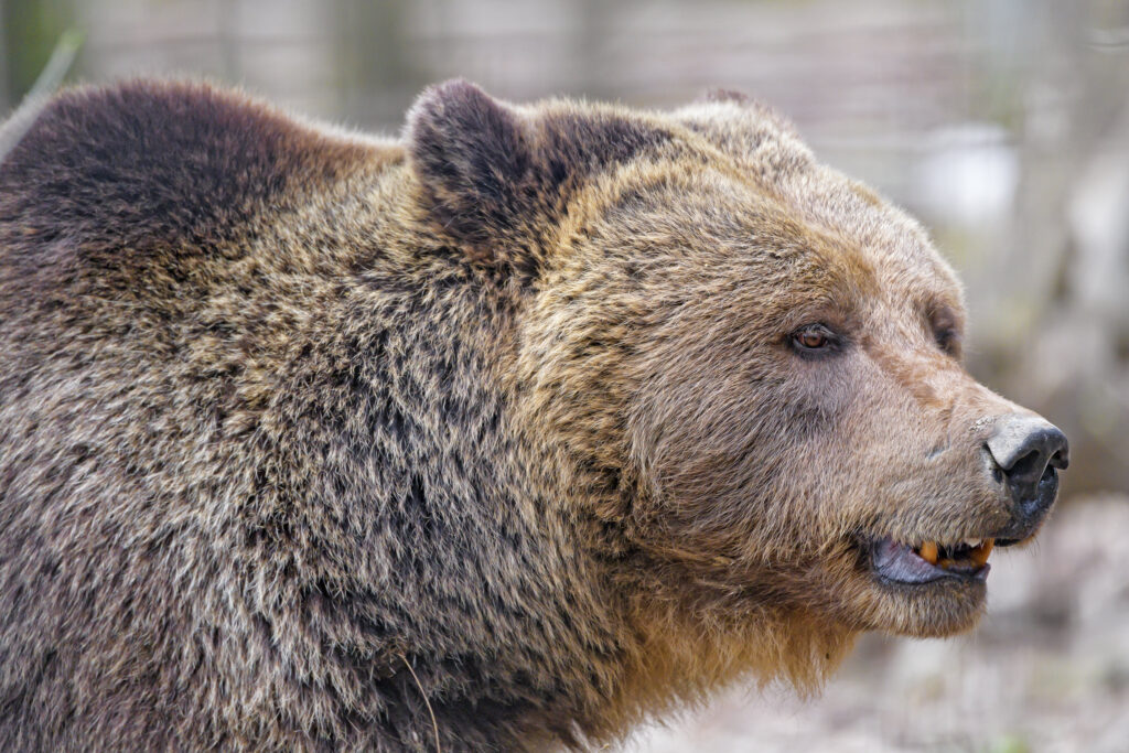 Прогулявшегося по центру Томска медведя ликвидировали