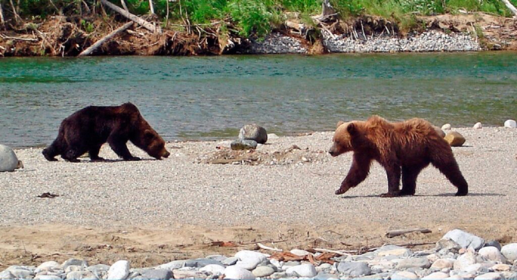 В окрестностях Магадана ликвидировали напавших на людей медведей