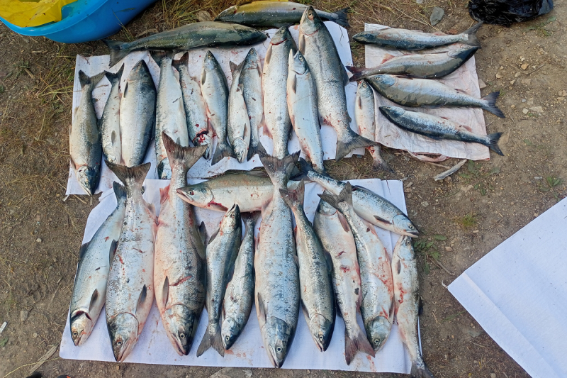 Жителя Магаданской области задержали за вылов свыше 50 особей лосося