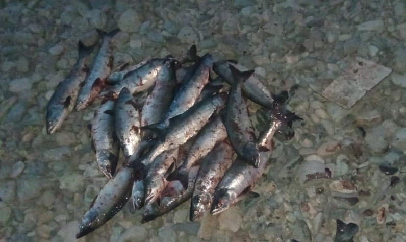 В Магаданской области рыбак попался на незаконном вылове горбуши