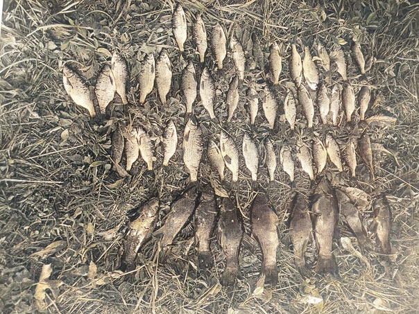 В Брянской области браконьеров наказали за лов рыбы сетями в период нереста