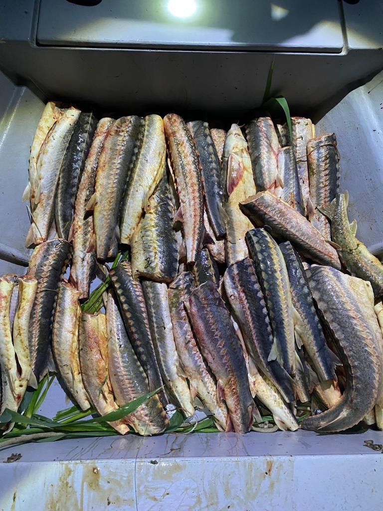 Жители Астраханской области поплатились свободой за нелегальный оборот краснокнижной рыбы