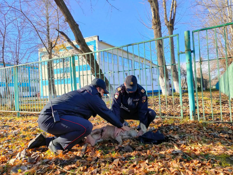 В Красноярском крае полицейские спасли раненую косулю