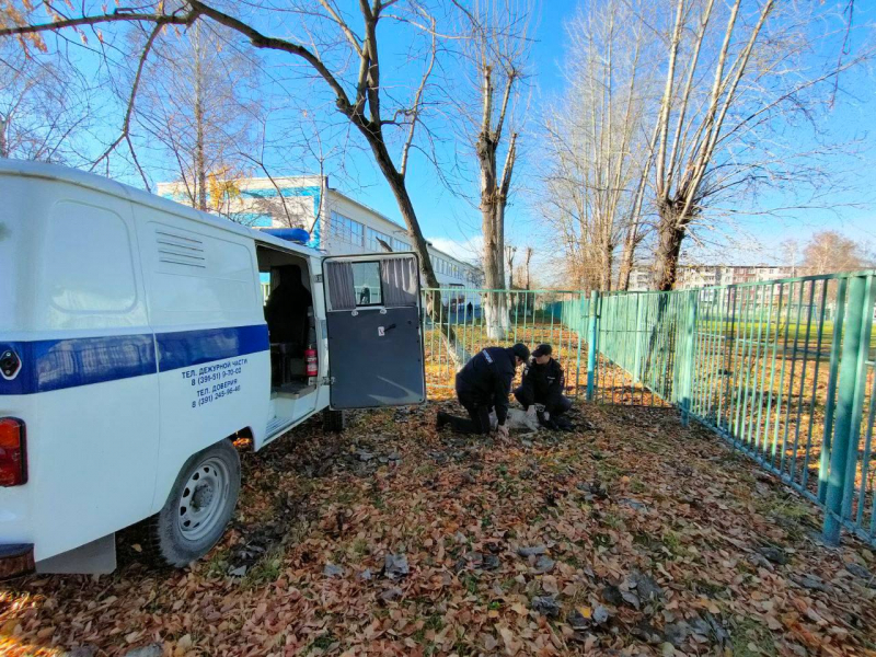 В Красноярском крае полицейские спасли раненую косулю
