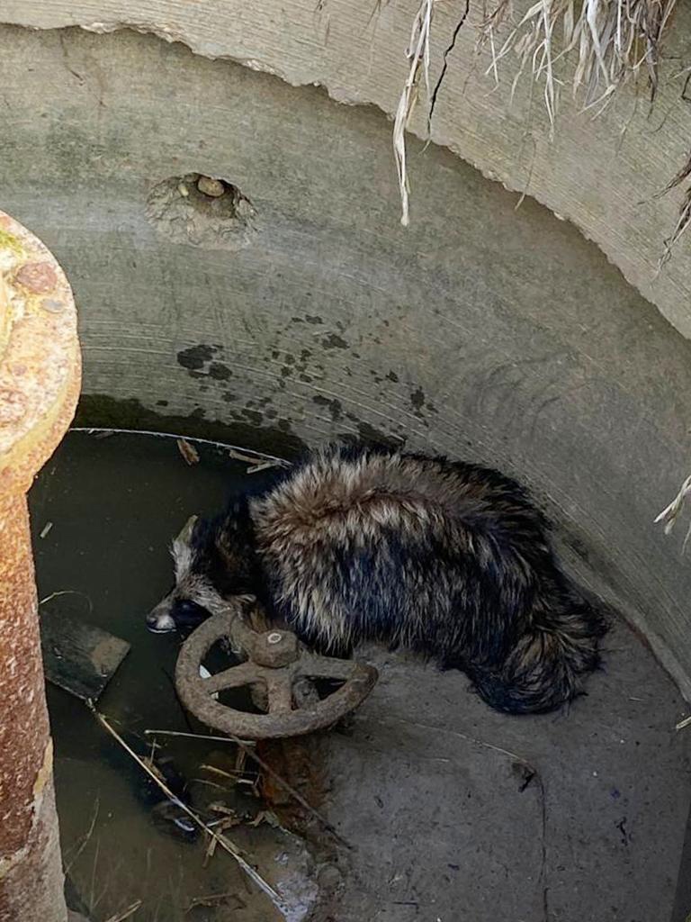 В Московской области спасли енотовидную собаку