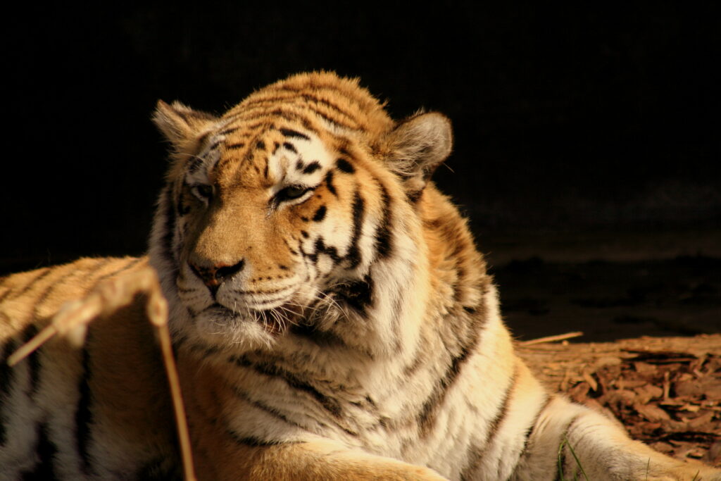 Охотнику в Хабаровском крае грозит срок за гибель тигра