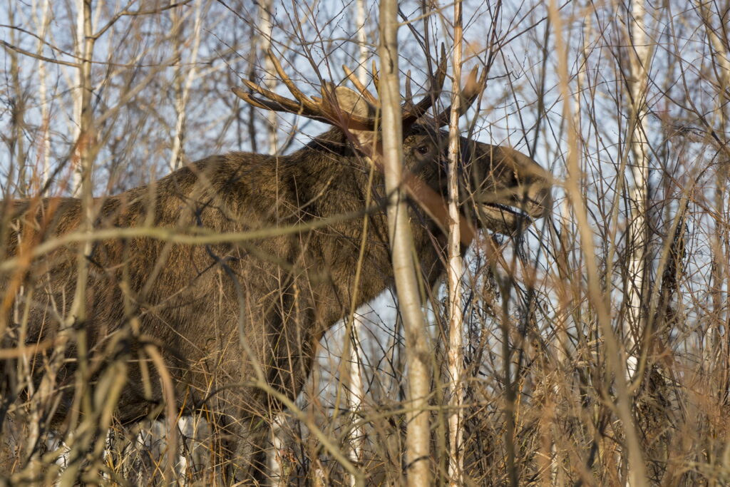 Охота на лесного великана — лося. Часть первая