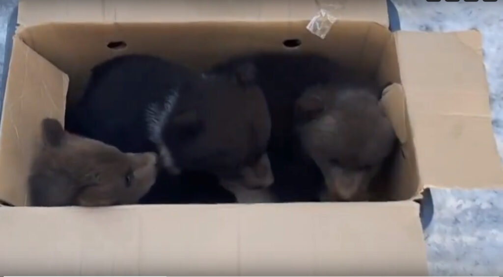 В Смоленской области спасли медвежат