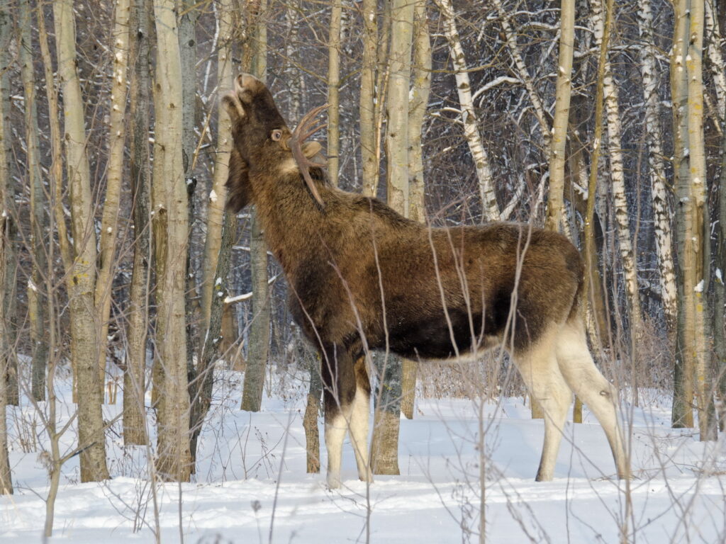 В Кировской области раскрыли нелегальную охоту на лося